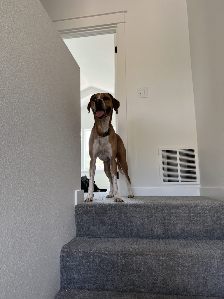 a dog standing on a carpeted staircase